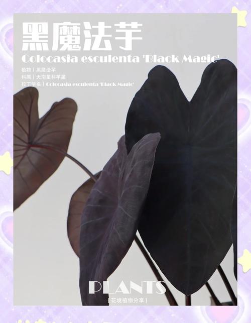 黑魔法游戏官网：寻找最好玩的黑魔法游戏？这里有答案！