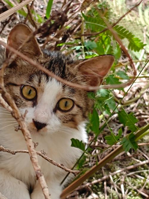 小野猫N官方网站入口：最新直播，等你来看！