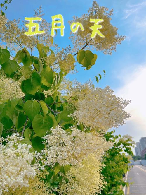寻找优艳之花更新地址?这里有你想要的最新网址!