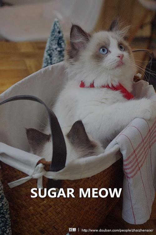 閪遊記更新地址大全！超全资源等你来！