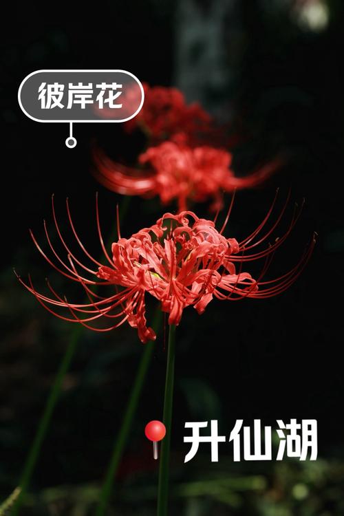 想看彼岸花?最新更新地址和观看方式都在这里