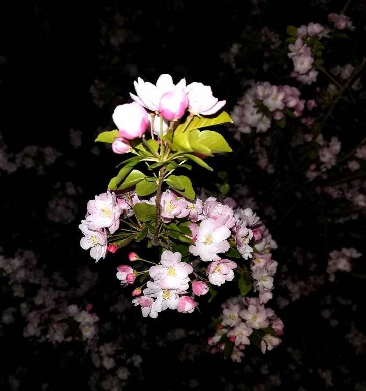 夜幕之花官方正式版下载最新版:快速获取游戏最新版本