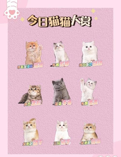 各版本当你的猫咪大集合:游戏、歌曲,一次看个够