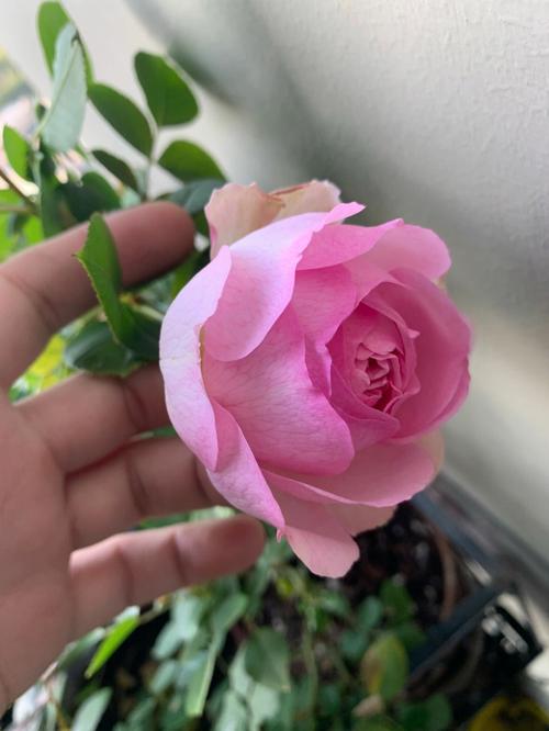优艳之花最新版本是多少？赶紧来了解一下吧！