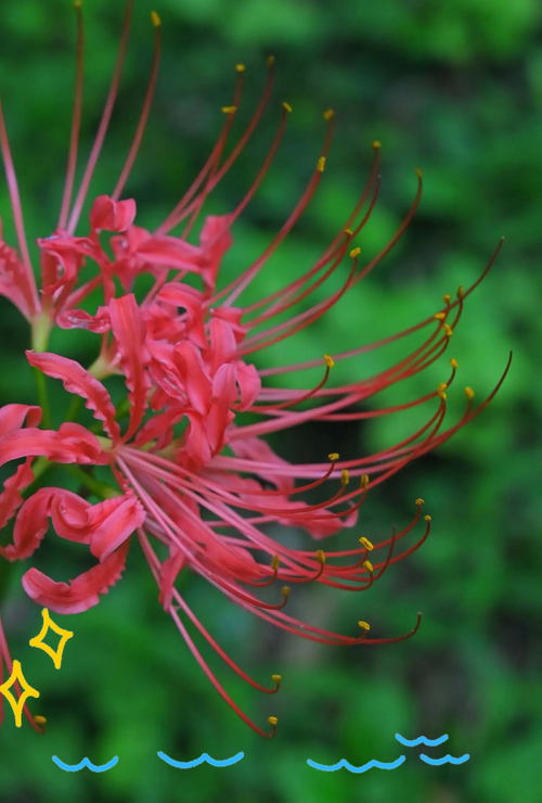 想看彼岸花?最新更新地址和观看方式都在这里