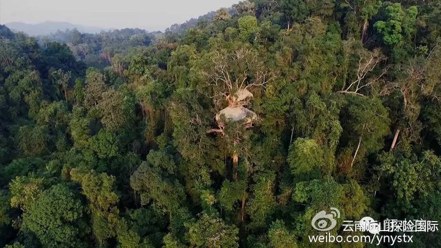 最新森林之子汉化版更新:超多内容等你体验,赶紧下载!