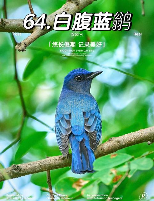 快速下载蓝宝石野生动物园安卓版：开启动物冒险之旅