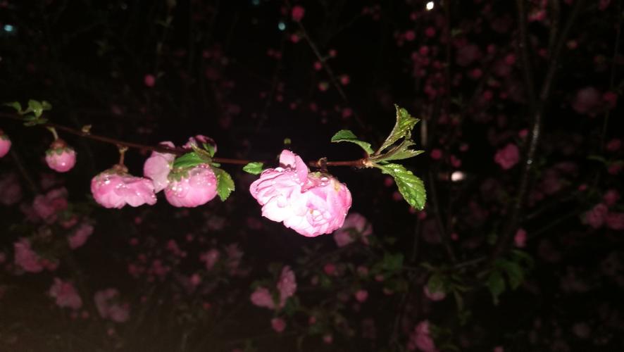 夜幕之花官方正式版下载最新版:快速获取游戏最新版本