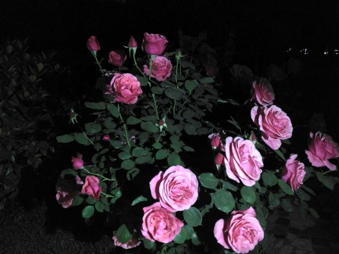 夜幕之花官方正式版下载最新版:快速获取游戏最新版本