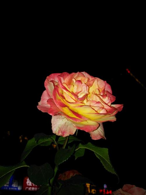 夜幕之花官方正式版下载最新版:快速获取游戏最新版本