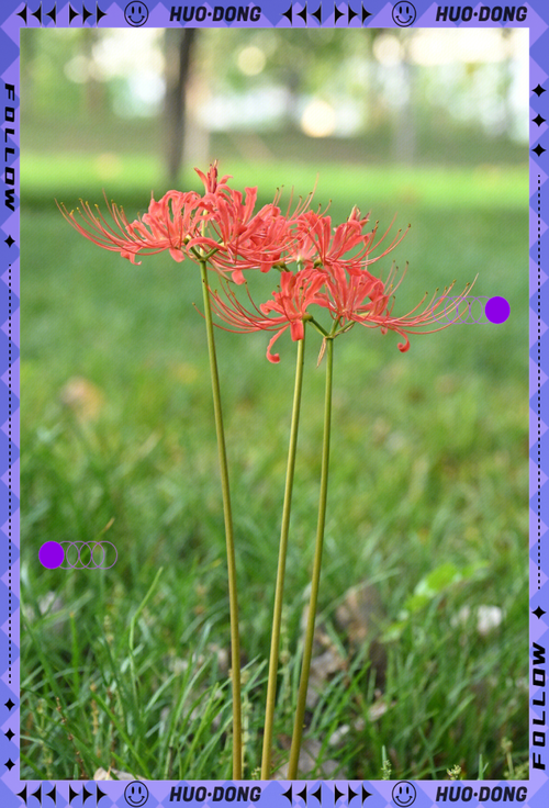 想看彼岸花?最新更新地址和观看方式都在这里