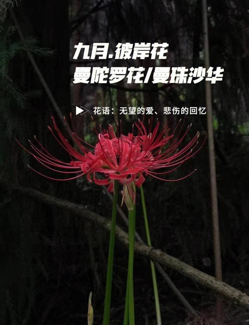 想看彼岸花?最新更新地址和观看方式都在这里