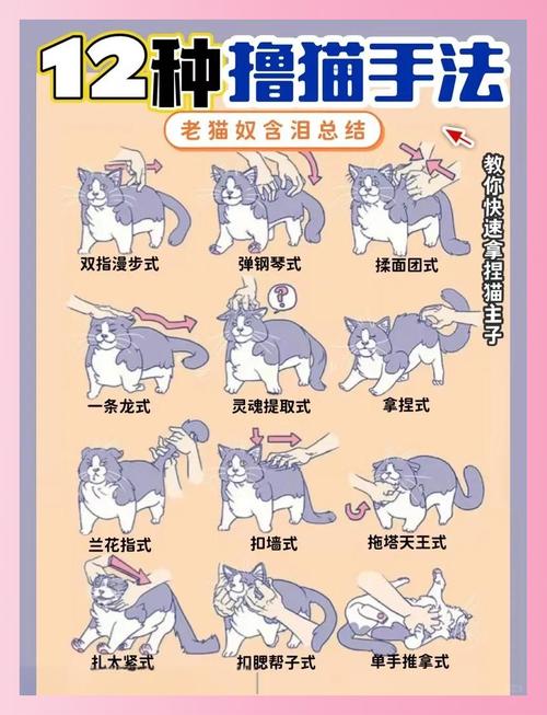 当你的猫咪游戏攻略:新手入门必看技巧分享