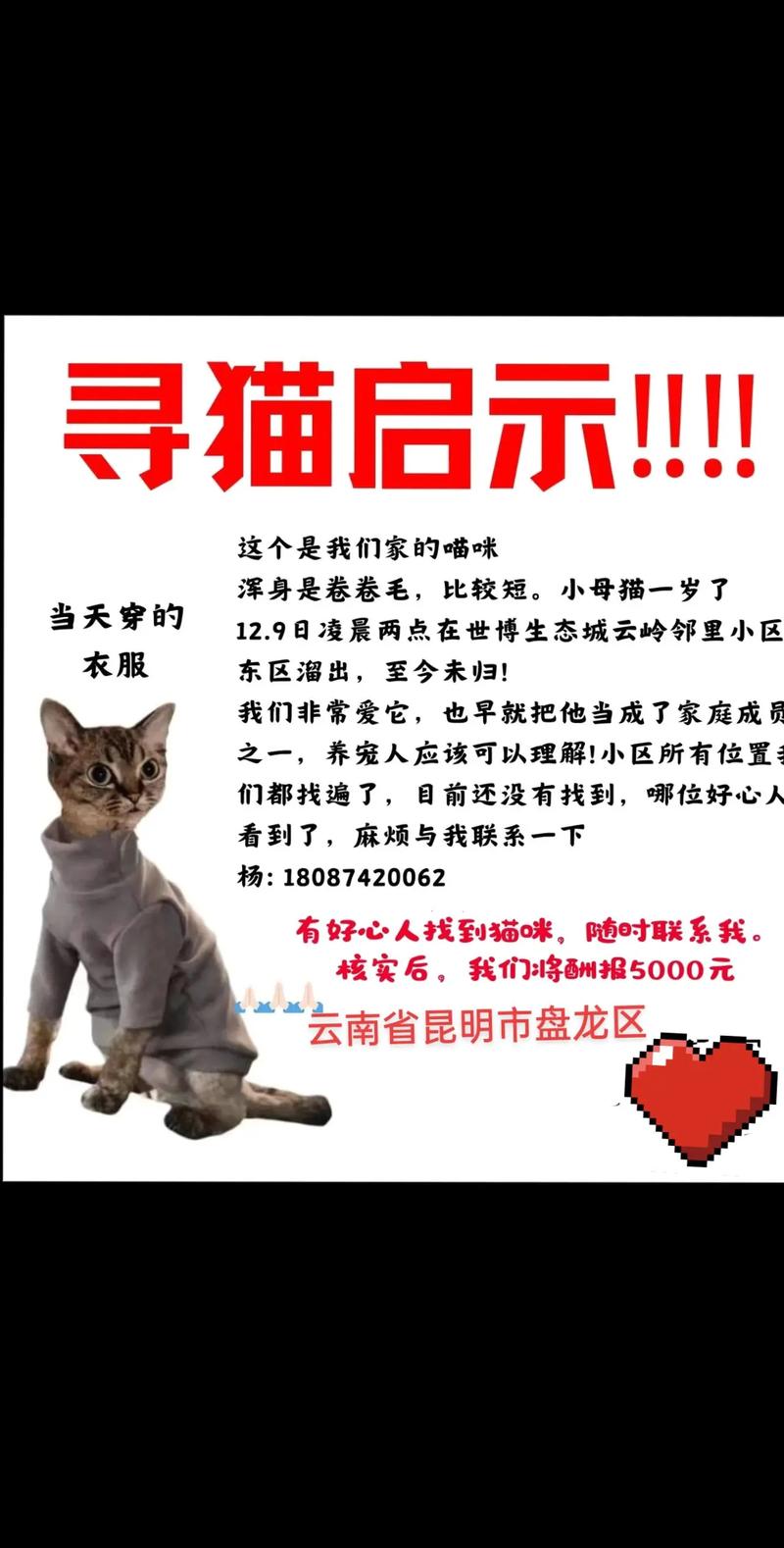 寻找野猫下载地址？这里提供安全可靠的下载链接