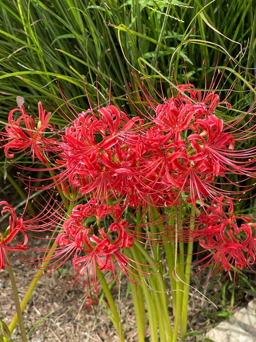 想看彼岸花?最新更新地址和观看方式都在这里