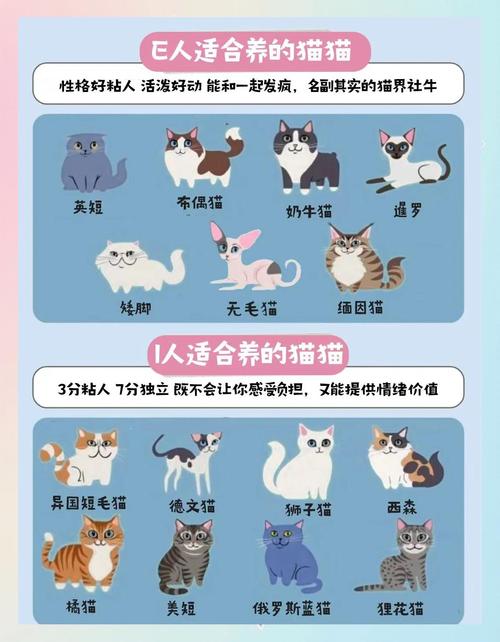 各版本喵喵岛3大比拼:哪个版本更适合你?