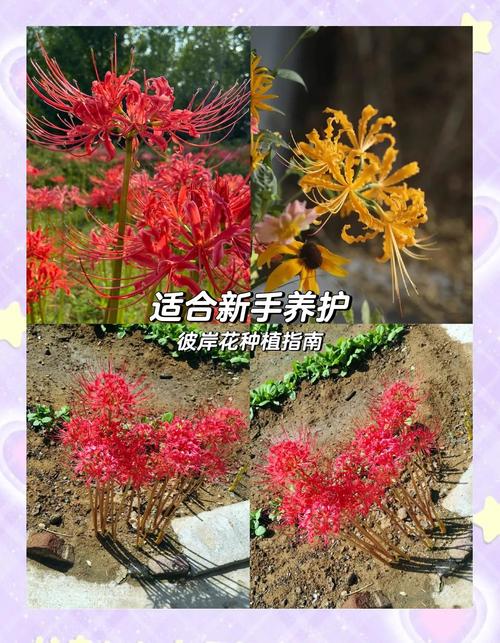 想看彼岸花?最新更新地址和观看方式都在这里