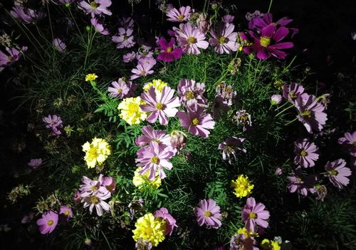 夜幕之花官方正式版下载最新版:快速获取游戏最新版本