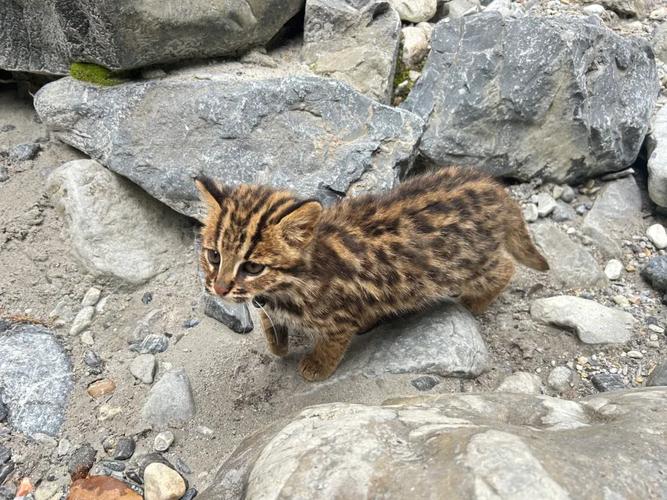 野猫最新版本是多少?完整版下载教程来了