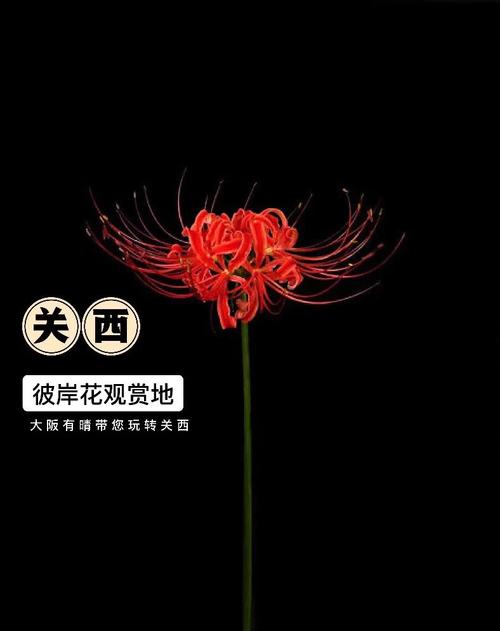 想看彼岸花?最新更新地址和观看方式都在这里