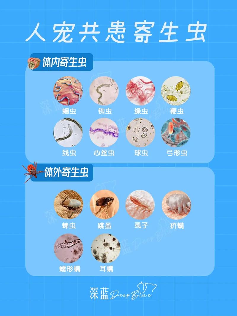 内部寄生虫免费下载：告别付费，轻松拥有！