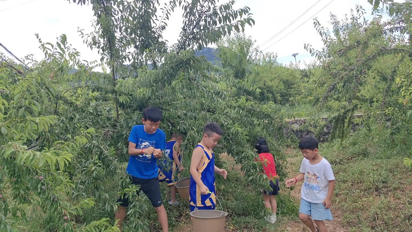 乡村生活的快乐暑假下载地址怎么获取？超简单教程来了！