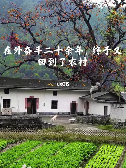 回到农村版本大全都好吗？五大优点帮你分析！