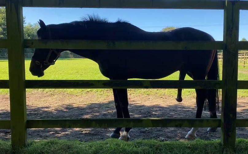 种马V0.12下载安卓