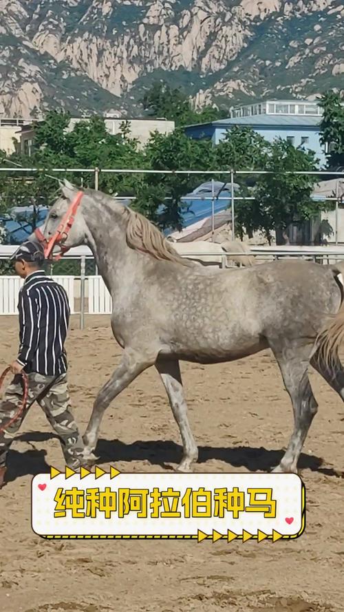 种马V0.12版本常见问题?实用解决方法合集分享