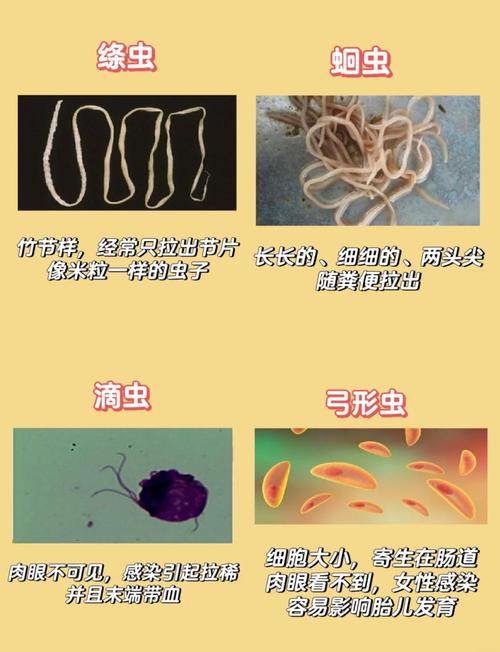 想要内部寄生虫？最新免费下载地址都在这里了