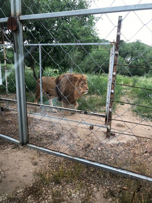 想玩蓝宝石野生动物园？正版官方下载地址在这里！